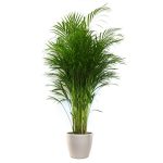 areca 700