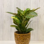 crotonas eflowers.gr 2018 a