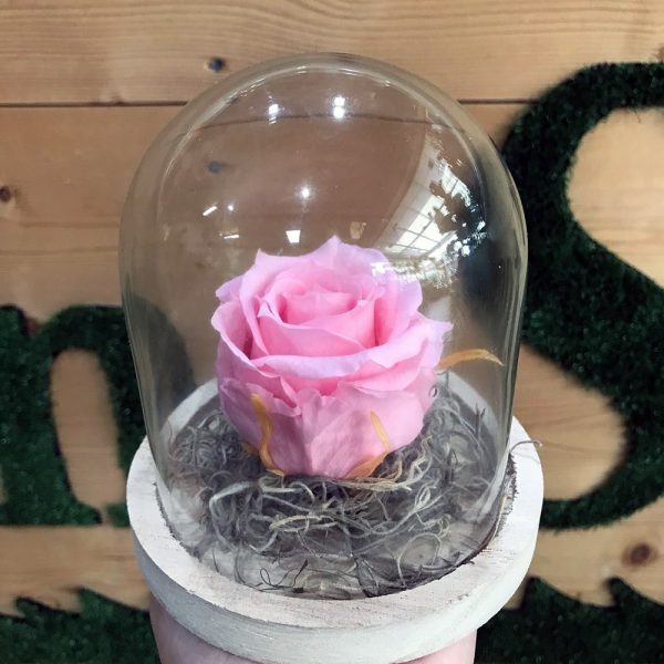 forever rose se kampana roz thegardenstore lamia min