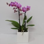  ΜΕΝΤΙΟΥΜ ροζ 1 570x571 1