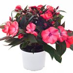 γουινεα φουξια