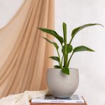 Strelitzia reginae 600x600