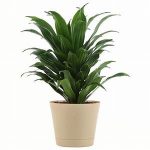 dracaena fragrans compacta 900x900