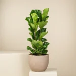 ficus lyrata large gray